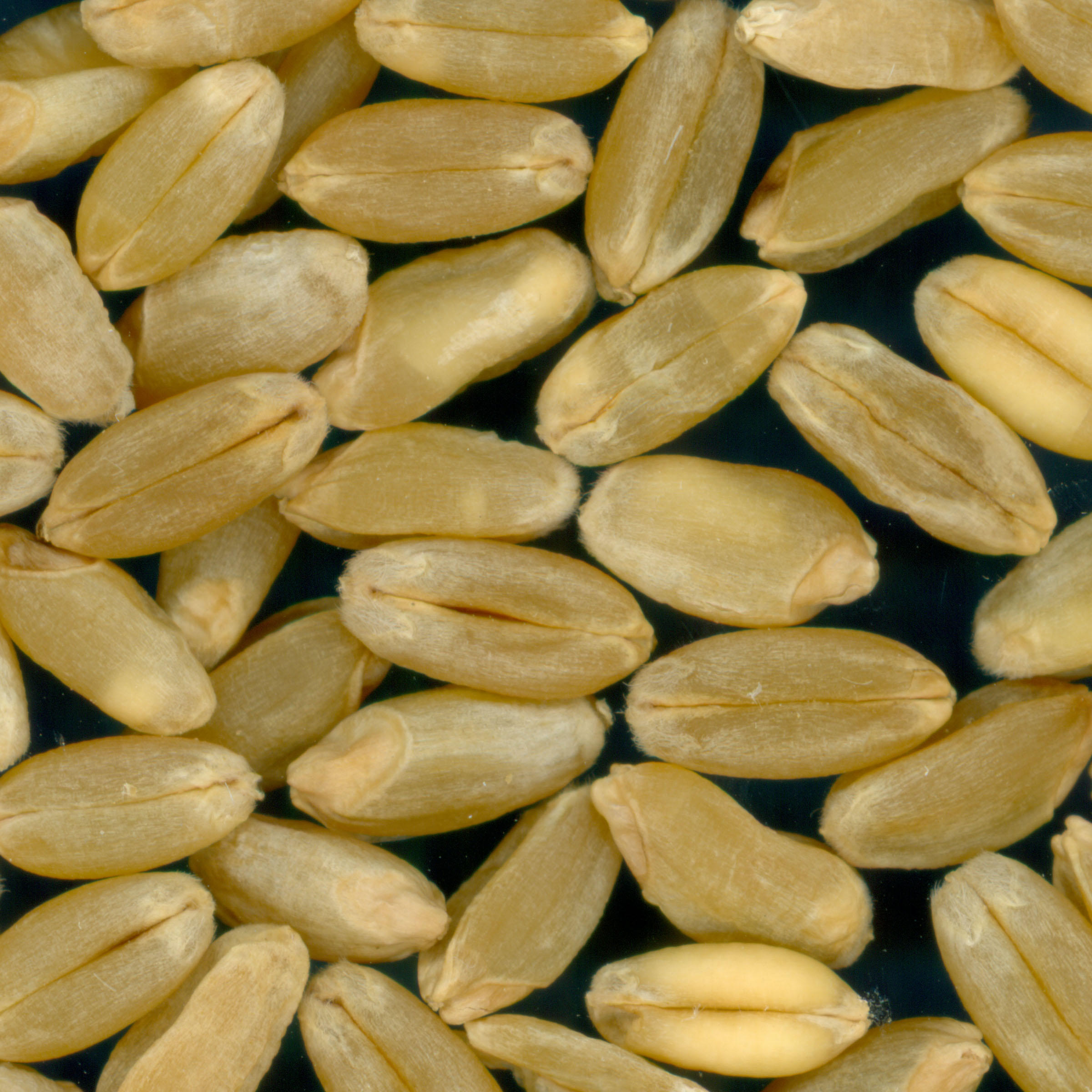 Click for 3 image(s) for this accession. KERNELS